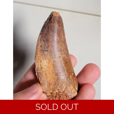 Large Rare 3.3inch Carcharodontosaurus Fossil Theropod Dinosaur Tooth